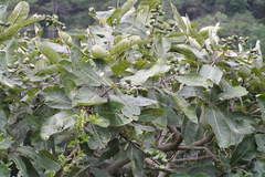 Semecarpus anacardium